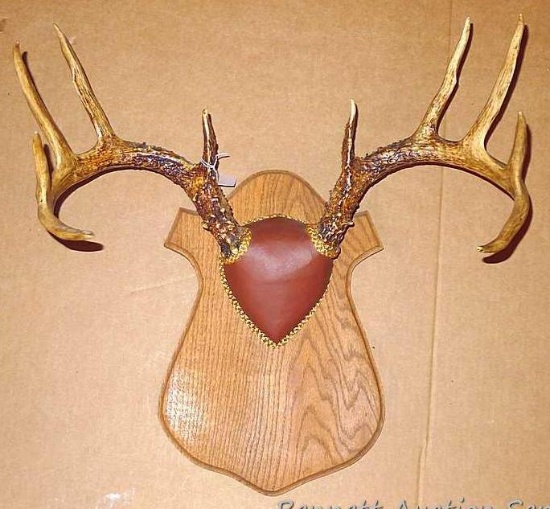 10-point rack of deer antlers are about 20 " across widest part. Located upstairs, please bring help