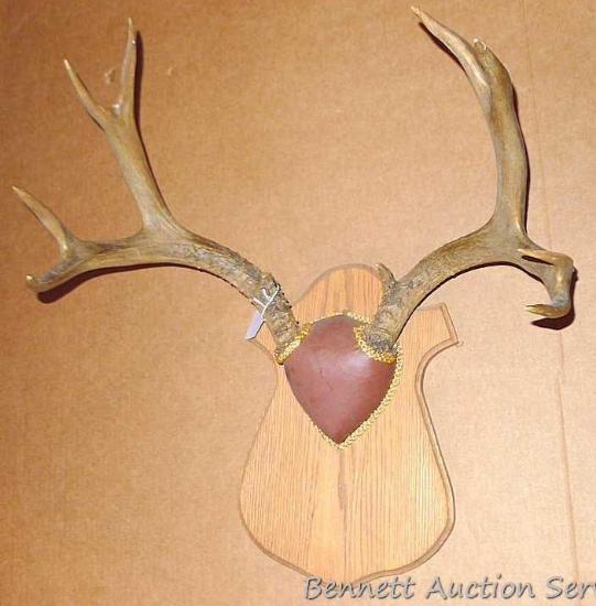 10-point rack of antlers are about 21" across widest point. Located upstairs, please bring help if