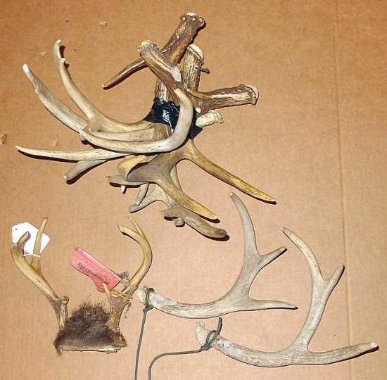 Collection of deer antlers for rattling or decorating, plus a rack. In varying conditions, rack