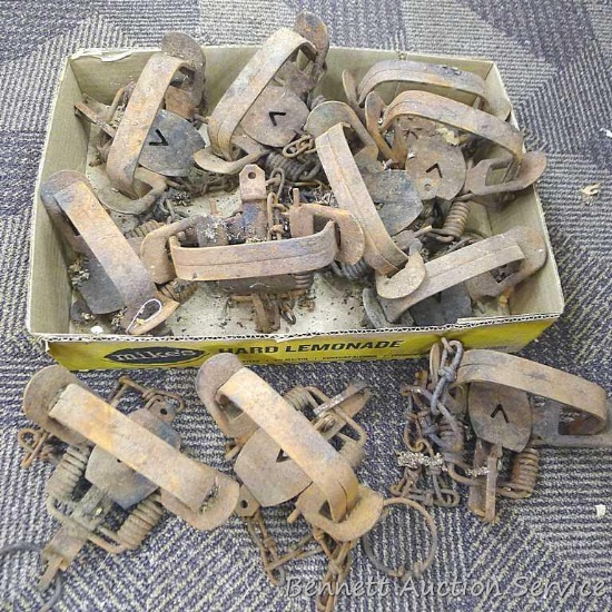 11 Victor No. 2 double coil spring animal traps.