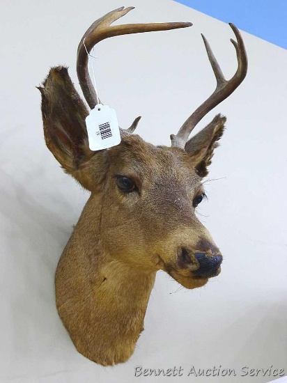 7-point deer mount is about 20" tall and 11" wide over widest point of antlers.