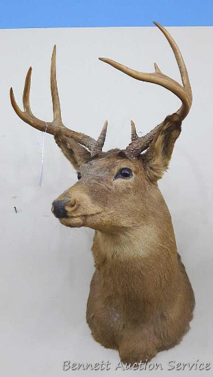 Nice 7-point deer mount is about 34" long overall. Antlers 17-1/2" across widest parts.