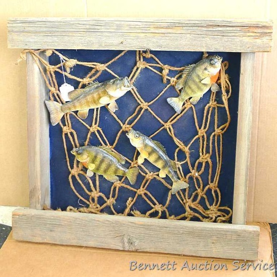 Large wooden fish mount display wall hanging. Display measures approx.. 29" x 26" x 6".