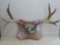 Impressive antler mount, measures 29'' wide.