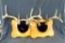 Two antler racks are 8-point and 6-point and measure about 13