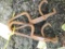 Pair of pulp tongs, each approx 1'