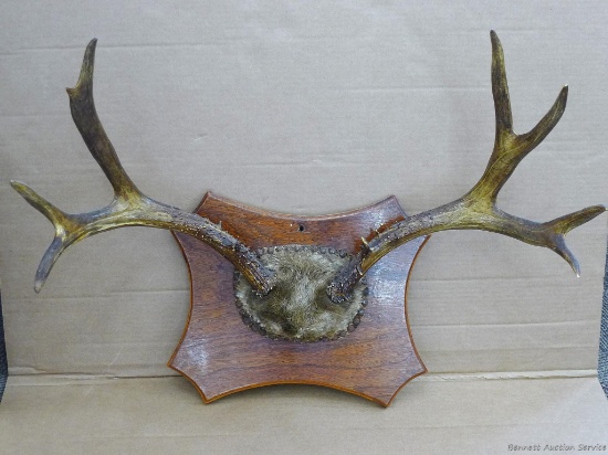 Impressive antler mount, measures 29'' wide.