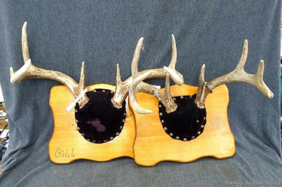 Two antler racks are 8-point and 6-point and measure about 13" at widest part and 18" at widest
