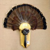 Turkey fan and beard display measures 28