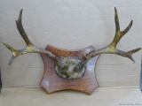 Impressive antler mount, measures 29'' wide.