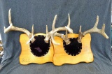 Two antler racks are 8-point and 6-point and measure about 13