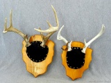 Two 7 point antler mounts; largest measures 12-1/2