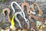 Skidding hooks and chain hooks, up to 14''