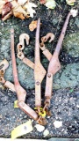 Three 3/8'' chain load binders