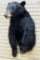 Nice looking black bear mount is about 43