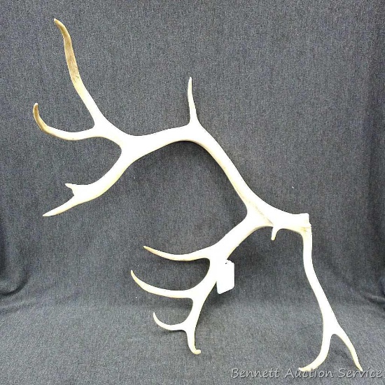 Nicely cleaned elk antler would make a nice centerpiece on a dining table or coffee table. Measures