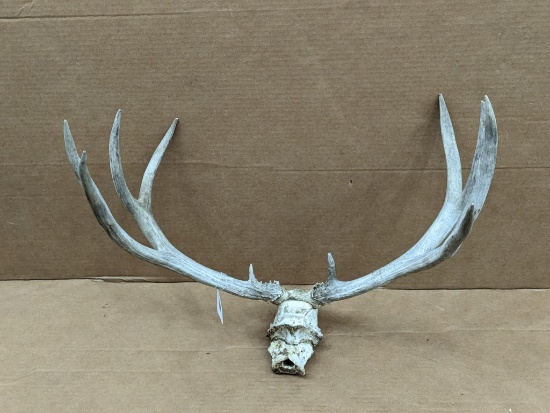 Large 10-point mule deer antler rack is 23-3/4" across widest part.