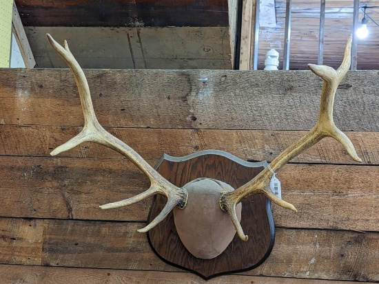 Nice set of elk antlers are about 30" wide and 26" tall over bottom of plaque. Great decoration for