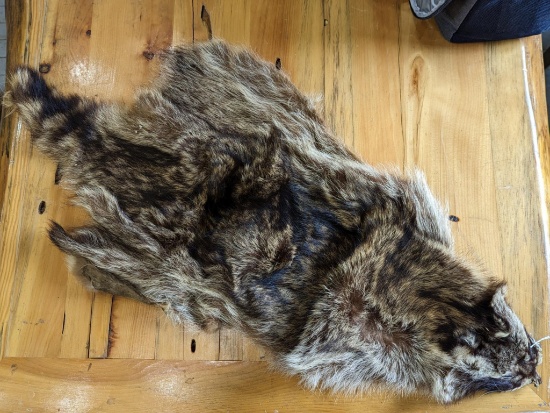 Tanned racoon fur is 20" wide and 3' long with tail.