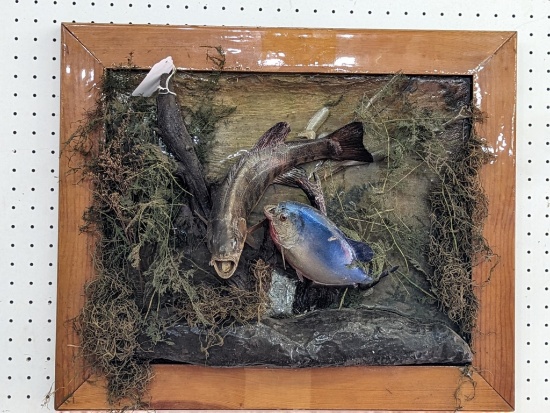 Fish mount wall hanging with a piranha and prey. The framing measures approx 24"x20". Both mounts