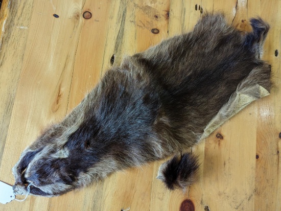 Is this an otter hide? Measures 21" wide 30" with tail.