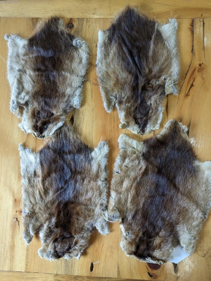 4 muskrat hides, largest measures 10" wide and 15" long with tail