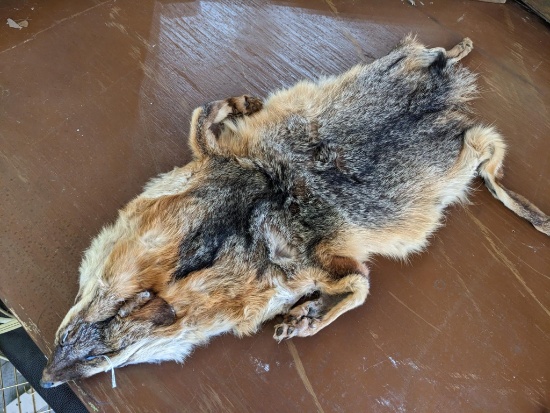 Coyote hide is 11" wide and 28" long.