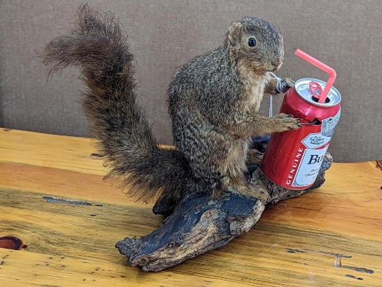 Vintage squirrel mount with a can of Budweiser. Taxidermy in good condition and is mounted on a 12"