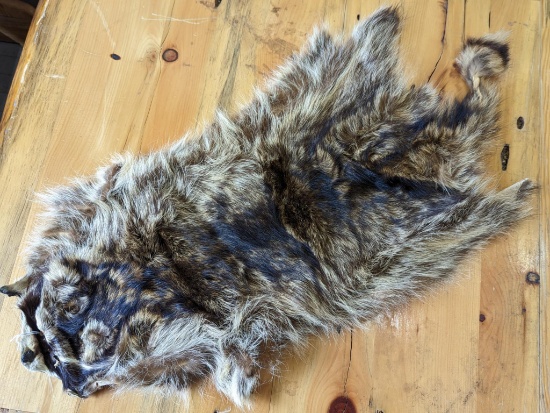 Large racoon hide is 17" long and 35" long incl. tail.