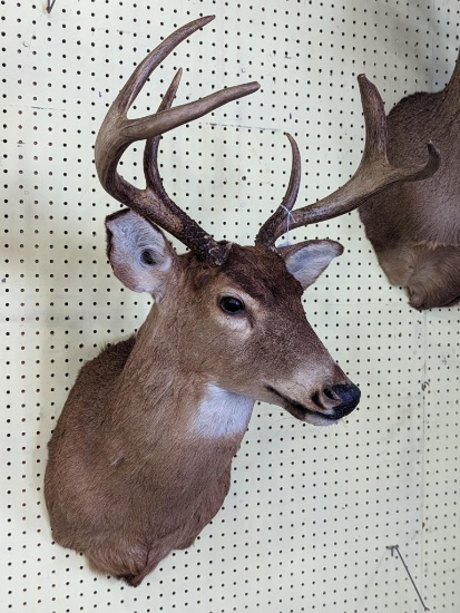 6 point Whitetail buck mount, some cracking around the left eye rack is 19" at the widest point,