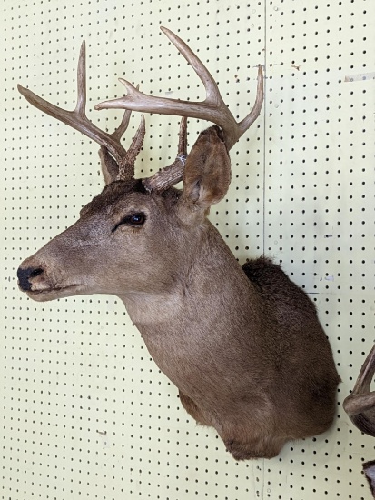 8 point Whitetail buck mount, some cracking on the nose, rack is 17" at the widest point, approx 3'