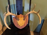 8-point whitetail buck mount, rack measures 17