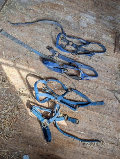 Upstairs, bring help. Stockmen's, Chupp's, and other halters for draft horses and smaller.