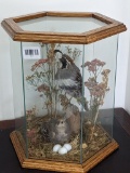 No shipping. Glass display case features of a pair of quail. Case measures 15