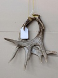 10-Point white tail buck antlers for rattling, crafting or displaying. Unique crater from injury.