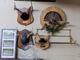 Deer antler mounts, ruffed grouse tail mount and other outdoor stuff. Largest is 17
