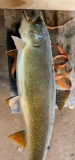 Lake trout mount 34