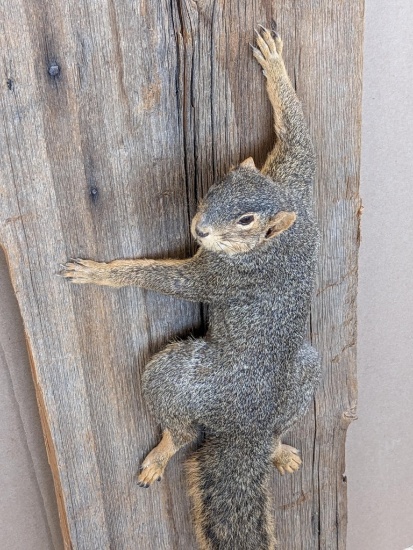 Well done gray squirrel mount on a weathered board that measures 11 1/2"x32". The mount in in good