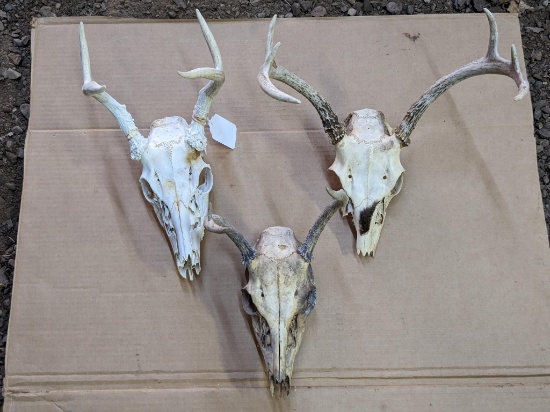 Three European whitetail buck antler mounts.