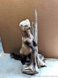 Mounted pine martin or fisher measures approx. 33