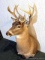 Whitetail deer mount in good condition. Measures approx. 33