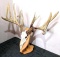 European antler mount is approx. 33