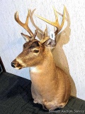 Whitetail deer mount in good condition. Measures approx. 33