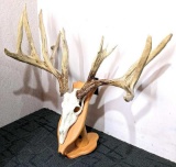 European antler mount is approx. 33
