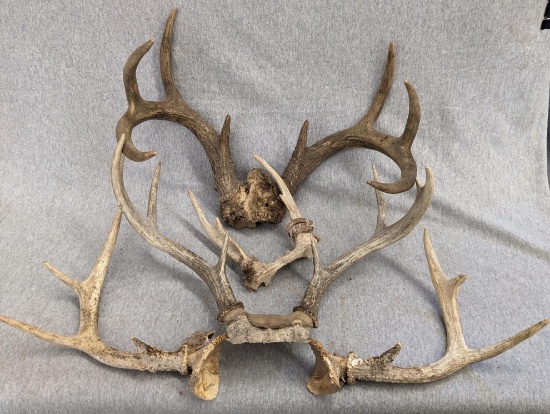 Four antler racks for rattling or display up to about 15-1/2" wide overall. Darker rack skull plate