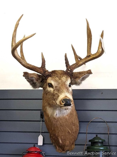 Whitetail deer mount has an impressive antler rack with drop tine. Rack about 22" across widest