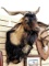 Nice looking goat mount measures 26