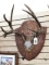 10-pt antlers, possibly elk or unique deer. Harvest tag says 1972. Definitely a unique antler mount.