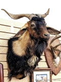 Nice looking goat mount measures 26