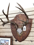 10-pt antlers, possibly elk or unique deer. Harvest tag says 1972. Definitely a unique antler mount.